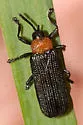 Chalepus walshii