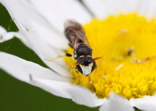 Chalk Yellow-face Bee
