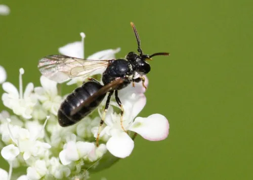 Chalk Yellow-face Bee - photo 2