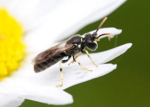Chalk Yellow-face Bee - photo 3