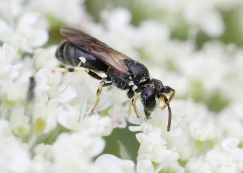 Chalk Yellow-face Bee - photo 4