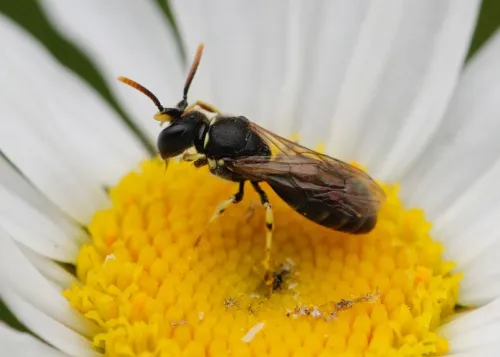 Chalk Yellow-face Bee - photo 5