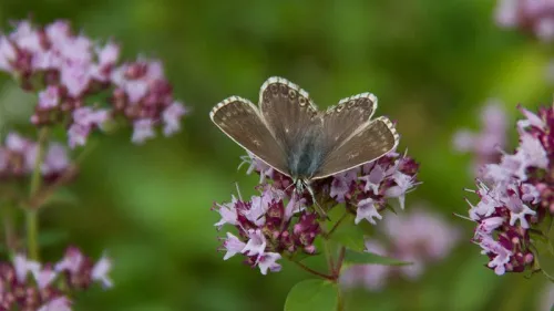 Chalk Hill Blue