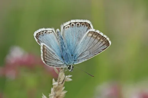 Chalk Hill Blue - photo 2