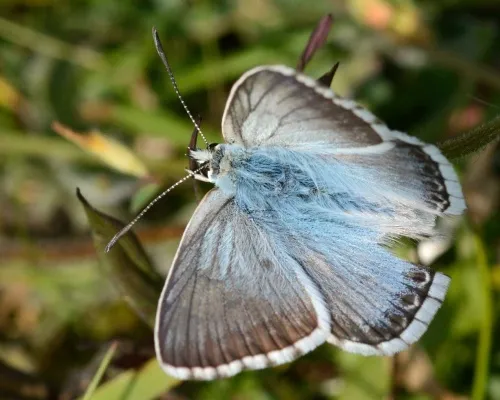 Chalk Hill Blue - photo 3