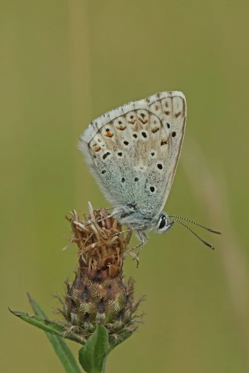 Chalk Hill Blue - photo 4
