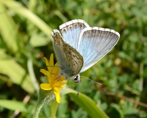 Chalk Hill Blue - photo 5