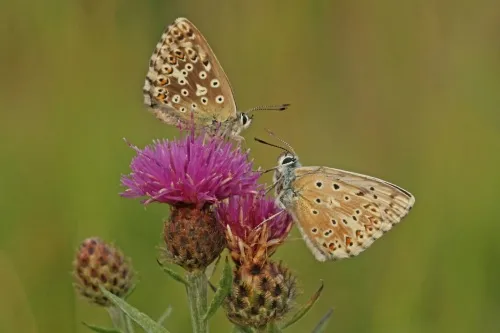 Chalk Hill Blue - photo 6