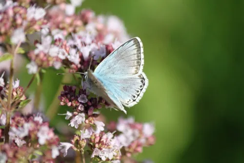 Chalk Hill Blue - photo 7