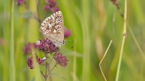 Chalk Hill Blue - photo 8