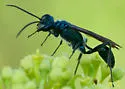 Zimmermann's Mud-dauber Wasp