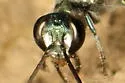 Zimmermann's Mud-dauber Wasp - photo 3