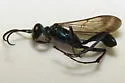 Zimmermann's Mud-dauber Wasp - photo 4