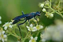 Zimmermann's Mud-dauber Wasp - photo 5