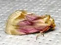 Chamaeclea basiochrea - Hodges#9790