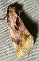 Chamaeclea pernana - Hodges#9789