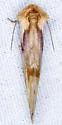Chamaeclea pernana - Hodges#9789 - photo 4