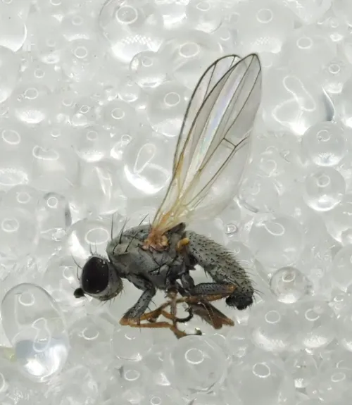 Chamaemyia aridella