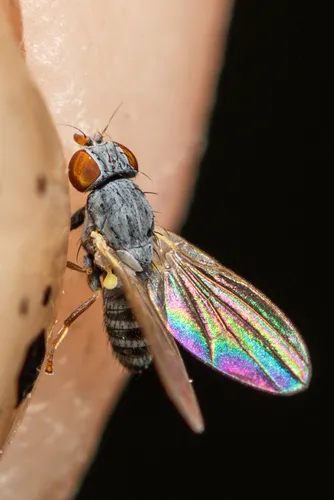 Chamaemyia elegans