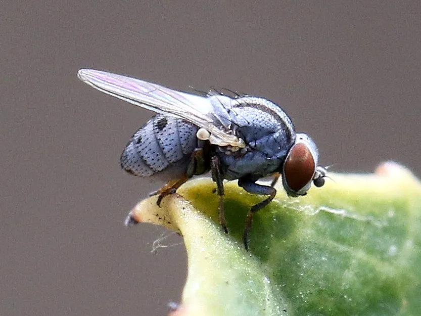 Aphid Flies - photo 3