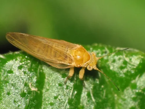 Chamaepsylla hartigi