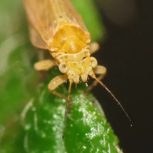 Chamaepsylla hartigi - photo 2