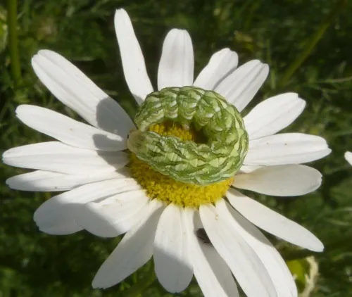 Chamomile Shark - photo 3