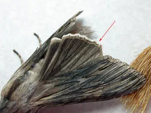Chamomile Shark - photo 5