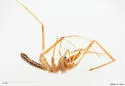 Chanbria regalis