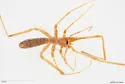 Chanbria regalis - photo 2