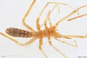 Chanbria regalis - photo 3