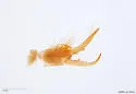 Chanbria regalis - photo 4