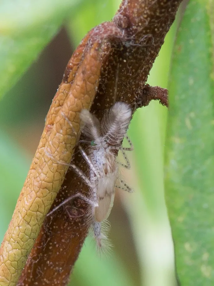 Phantom Midges - Chaoboridae