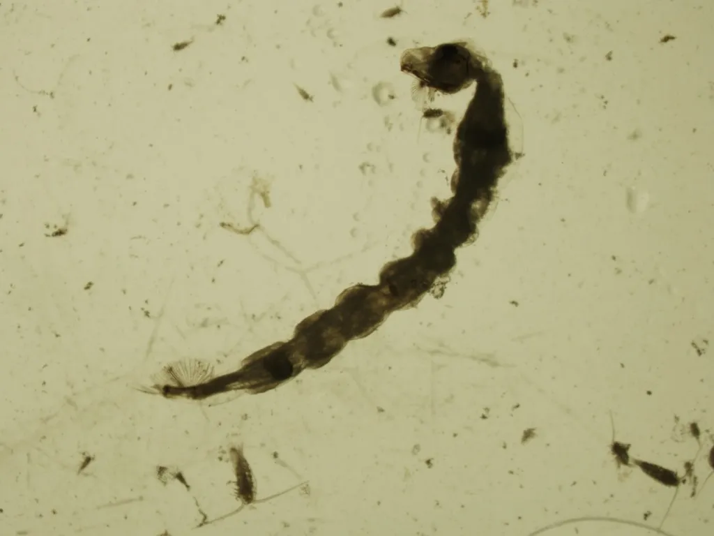Chaoborus americanus - photo 2