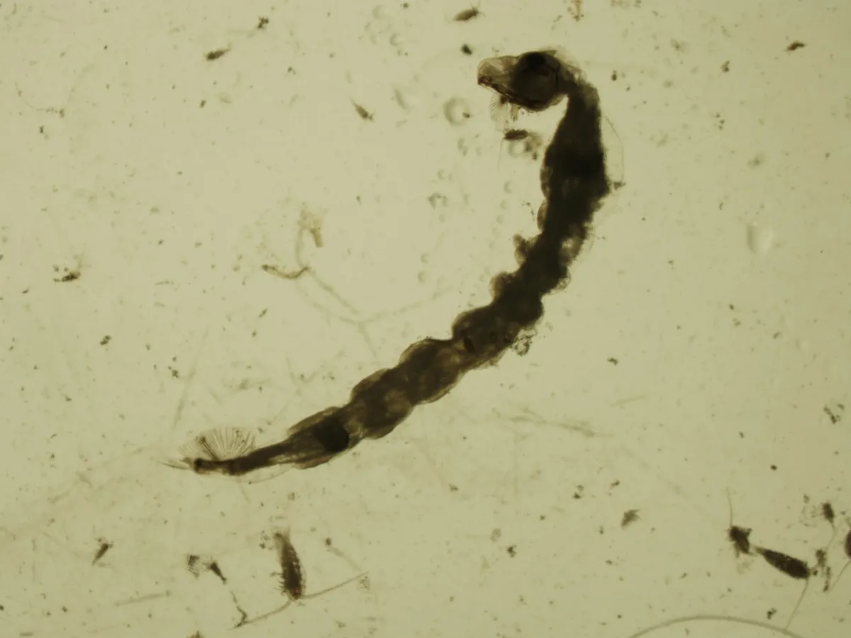 Chaoborus americanus - photo 3