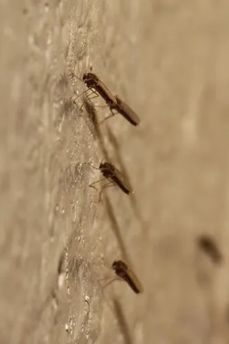 Chaoborus edulis