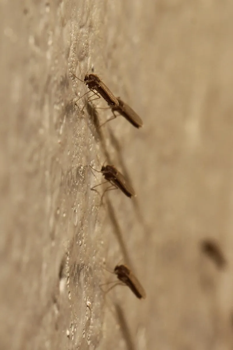 Chaoborus edulis - photo 3