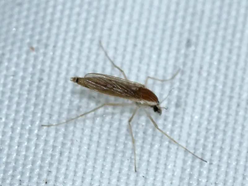 Chaoborus flavicans