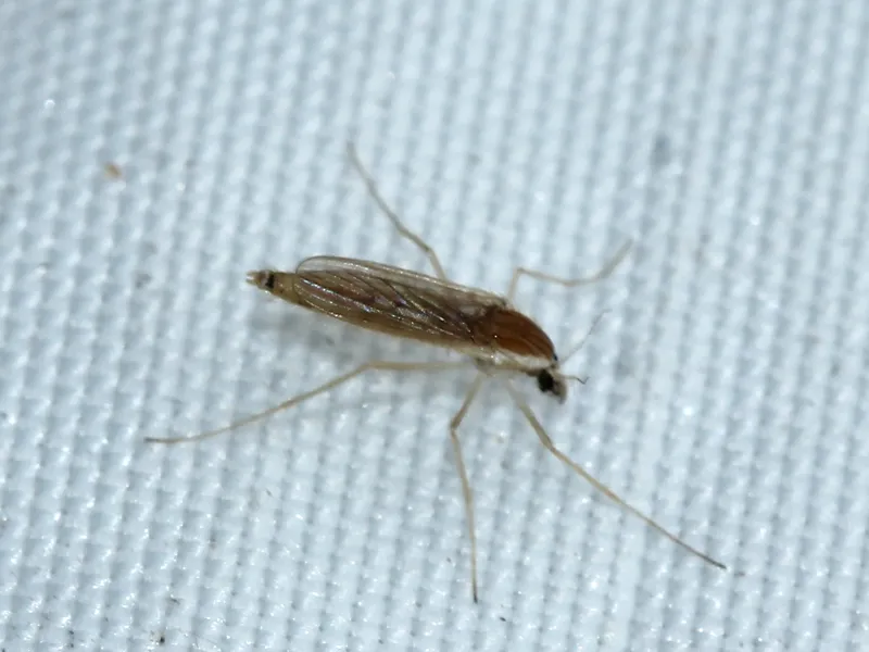 Chaoborus flavicans - photo 2