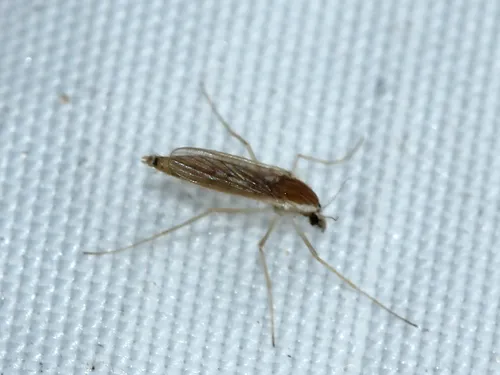 Chaoborus flavicans - photo 3