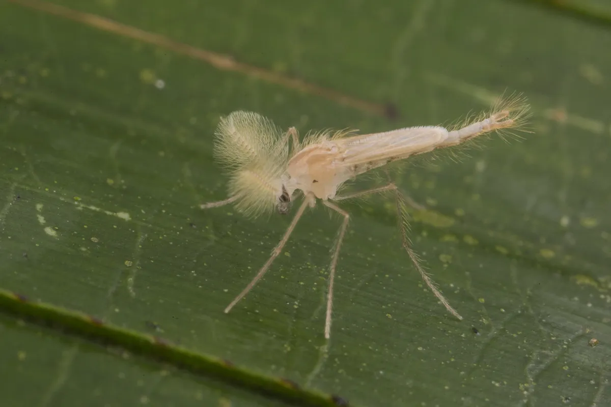Chaoborus flavidulus - photo 3