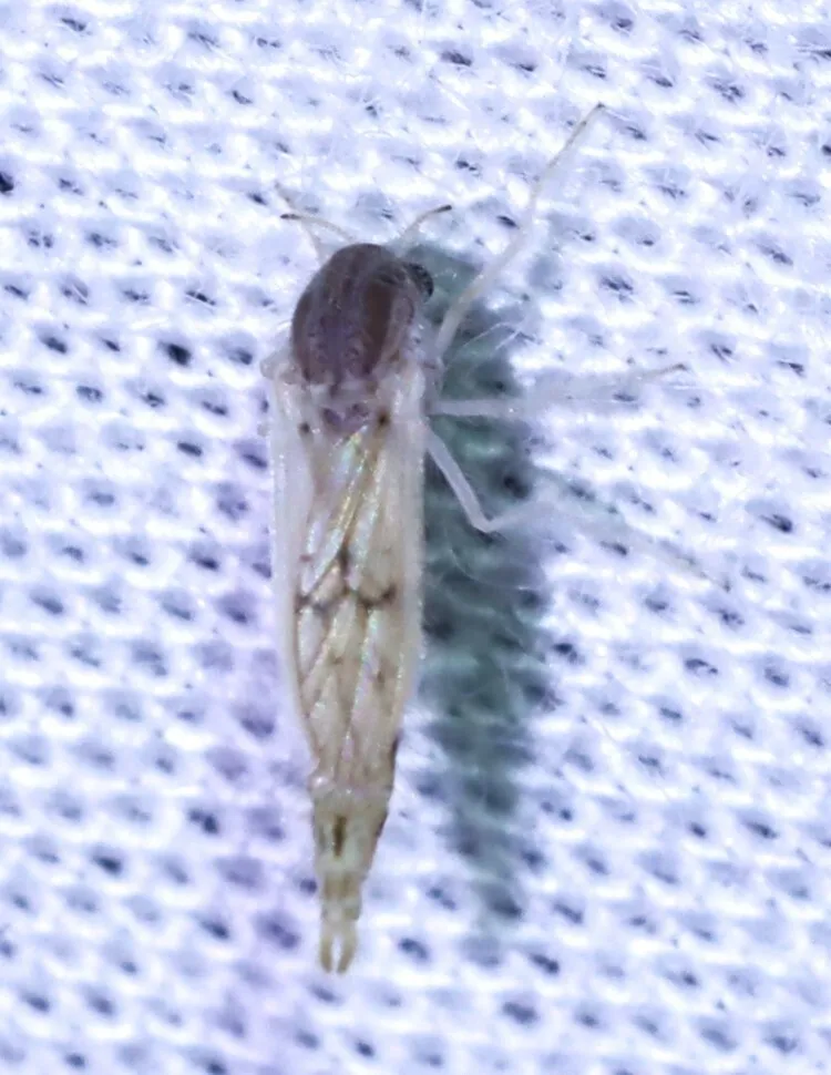 Chaoborus longicercus - photo 3