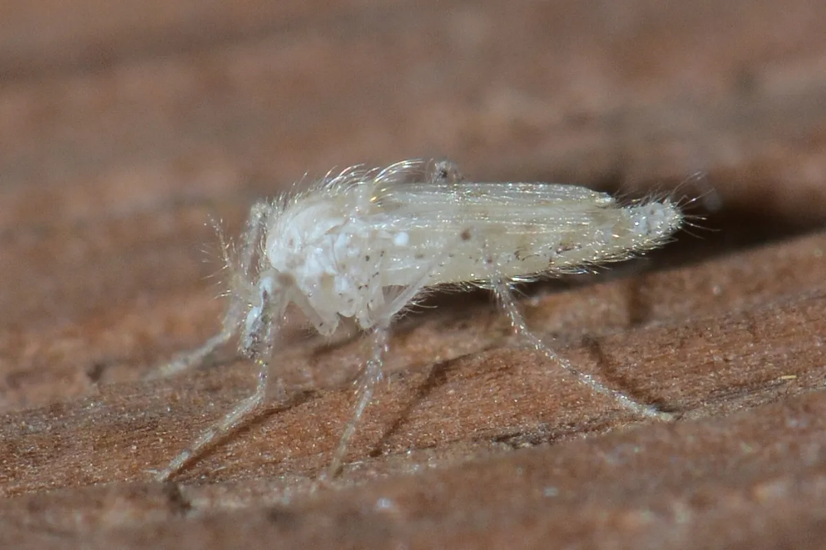 Chaoborus maculipes - photo 2