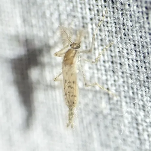Chaoborus microstictus