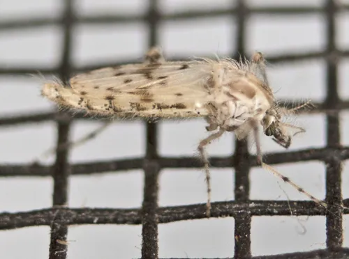 Chaoborus ornatipennis