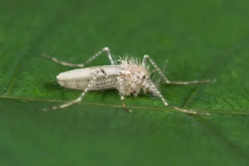 Chaoborus pallidus