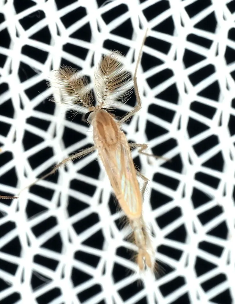 Chaoborus punctilliger
