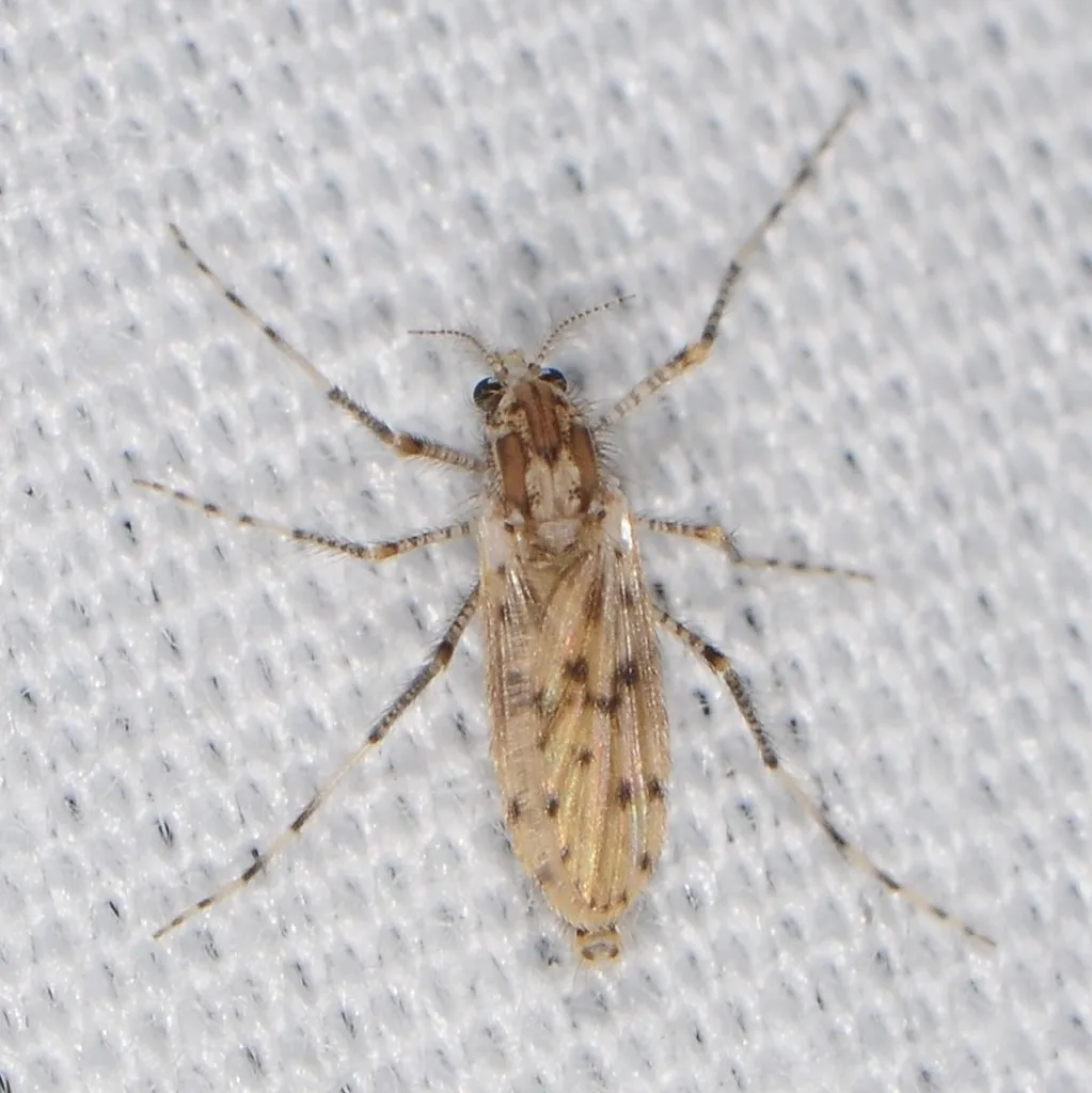 Chaoborus punctipennis