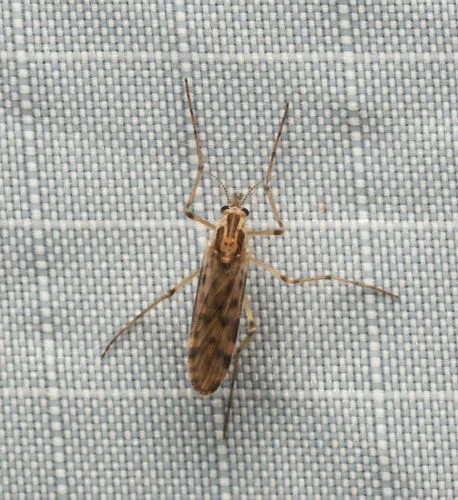 Chaoborus trivittatus