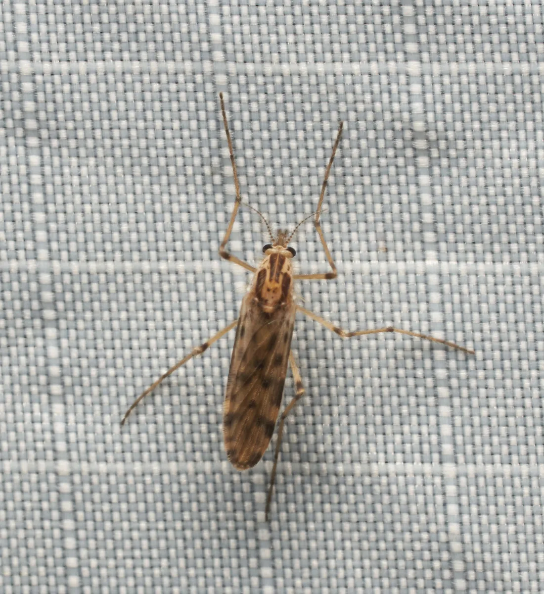 Chaoborus trivittatus - photo 2